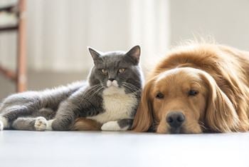 Pet friendly 